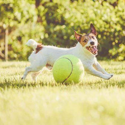 Kép Maxi teniszlabda